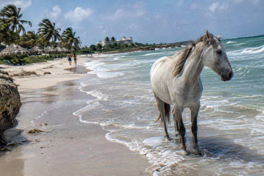 A horse standing on hard sand at the waterline under a bright early morning sky
