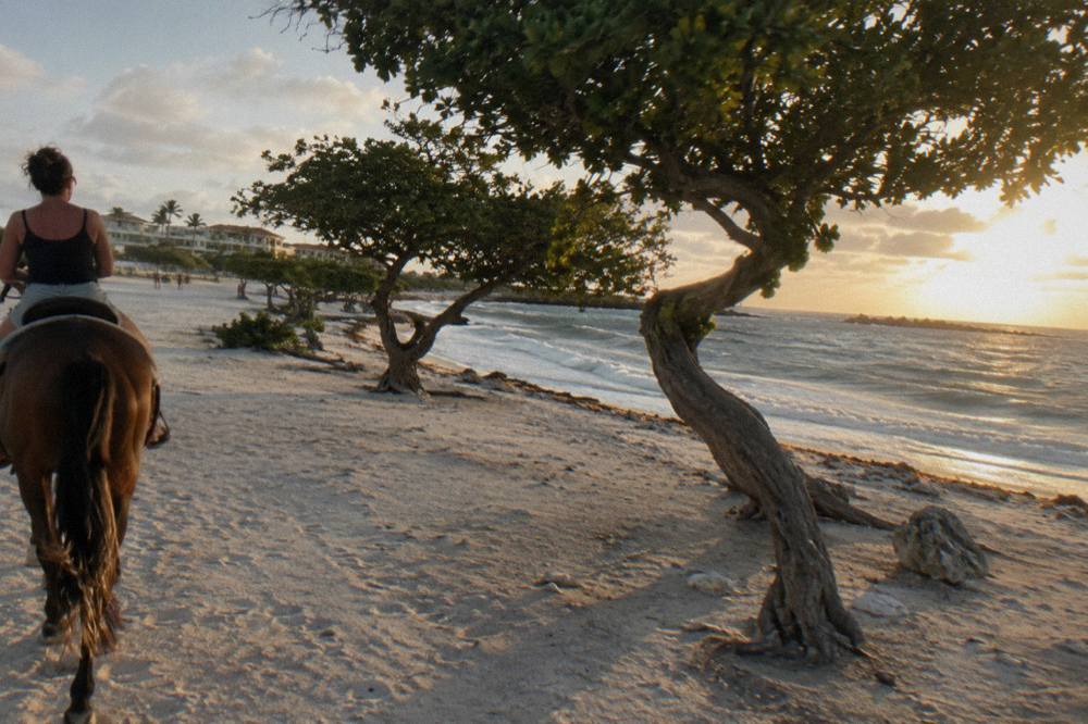 A rider seen from behind on a horse crossing a sandy beach with windswept trees, ocean surf and a sunset sky